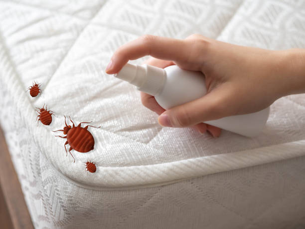 Best Affordable Pest Control Services  in Smith Mills, MA